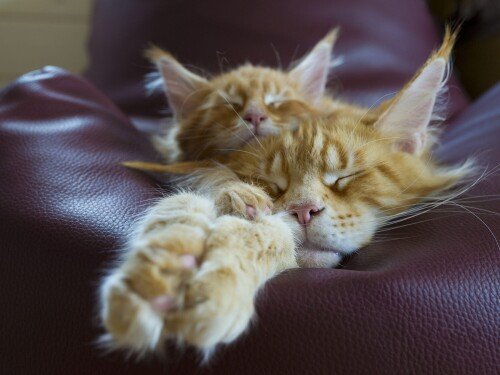 cats2_1532.jpg