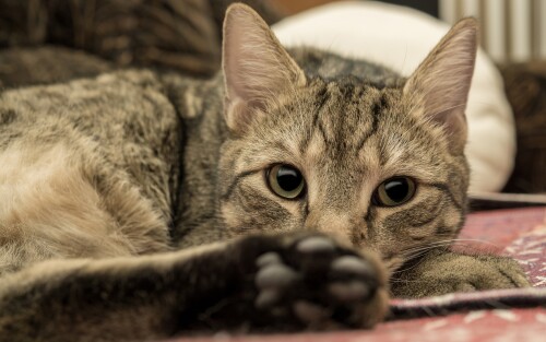 cats2 1534