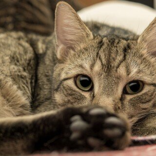 cats2_1534