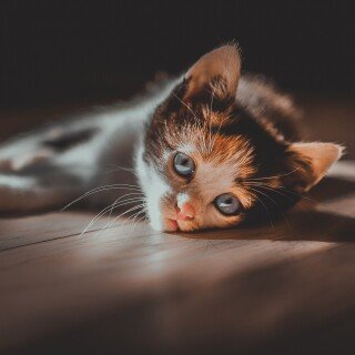 cats2_1536