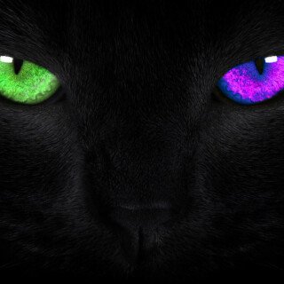 cats2_1541