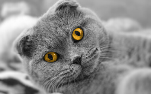 cats2 1547