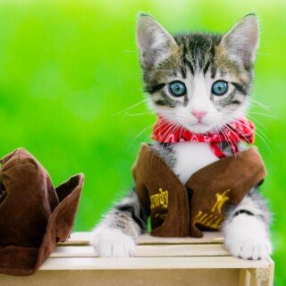 cats2_1552
