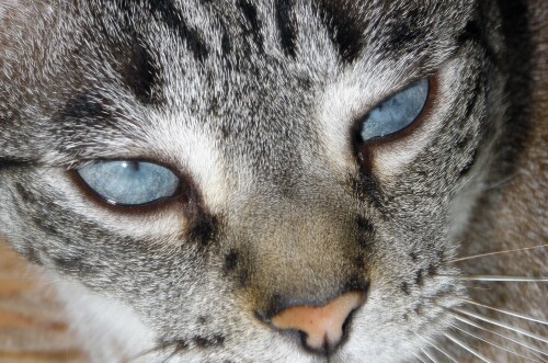cats2 1555