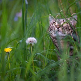 cats2_1558