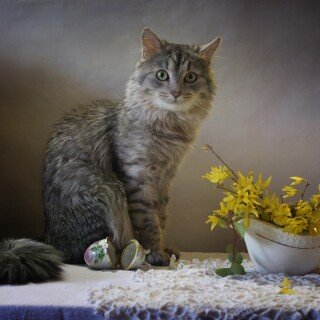 cats2_1561
