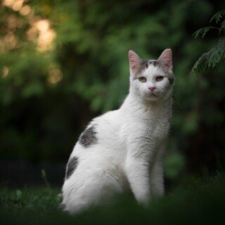 cats2_1562