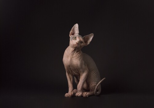 cats2 1570
