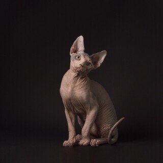 cats2_1570