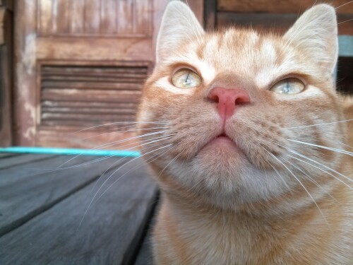 cats2 1572