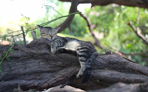 cats2 1573