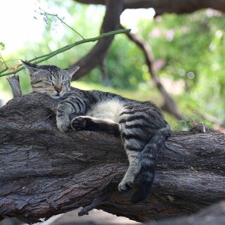 cats2_1573
