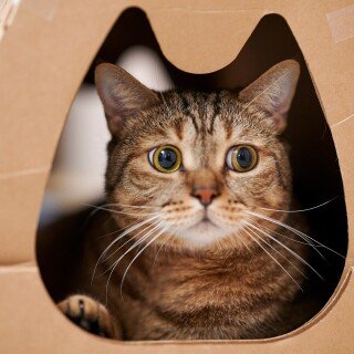 cats2_1574