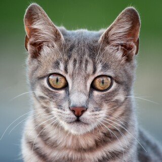 cats2_1578