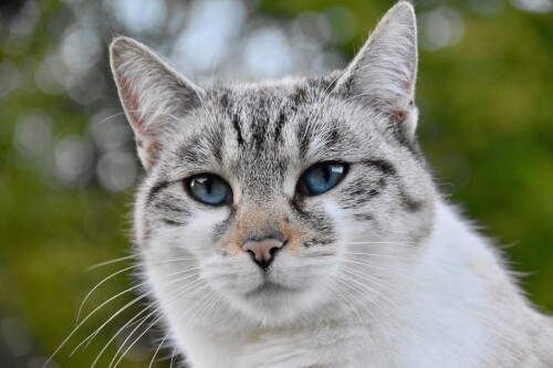 cats2 1580