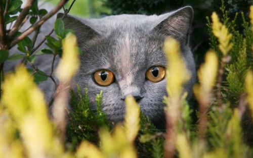 cats2 1588