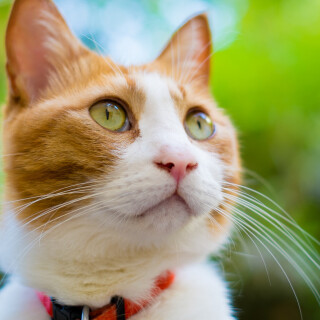 cats2_1589
