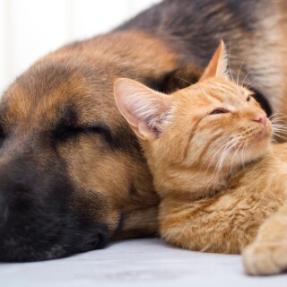 cats2_1602