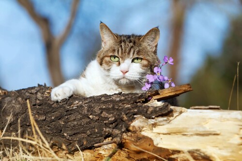 cats2 1605