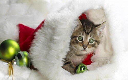 cats2 1610