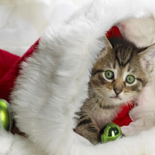 cats2_1610