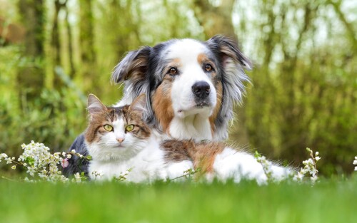 cats2 1622