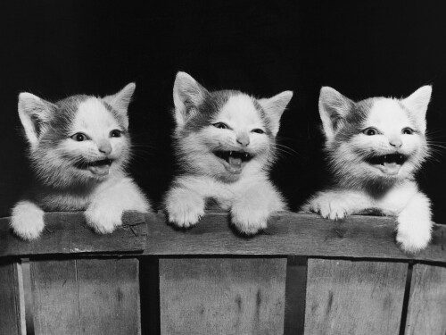 cats2 1625
