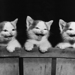 cats2_1625