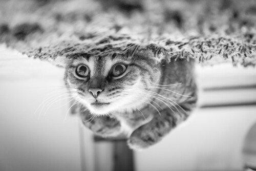 cats2 1628
