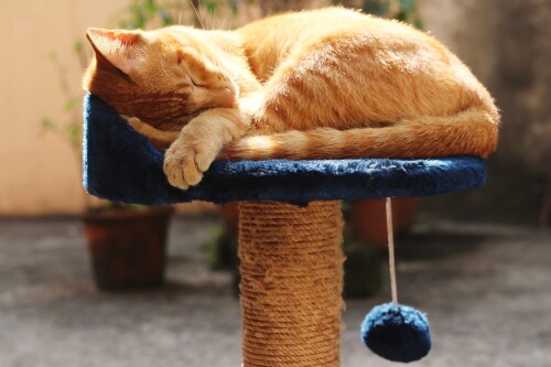 cats2 1637