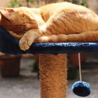 cats2_1637