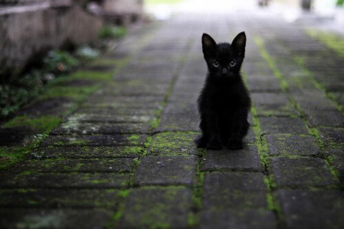 cats2 1644