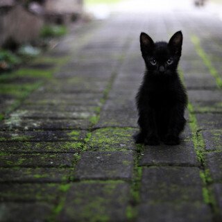 cats2_1644