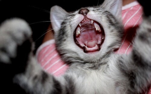 cats2 1646
