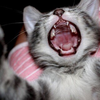 cats2_1646