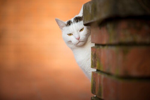 cats2 1650