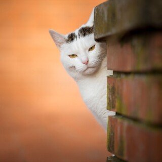 cats2_1650
