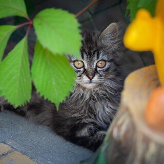 cats2_1652