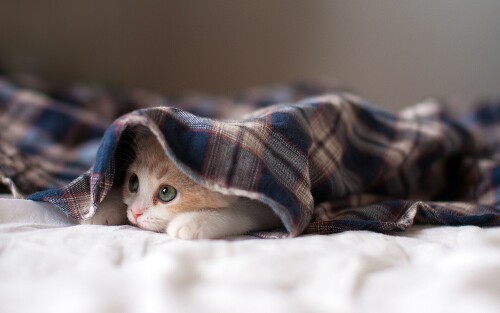 cats2 1661