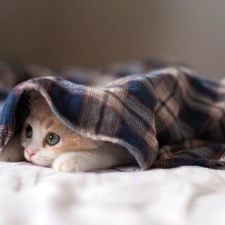 cats2_1661