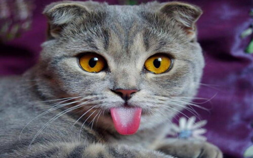 cats2 1668