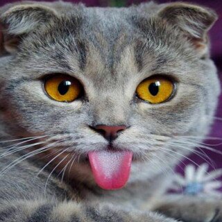 cats2_1668