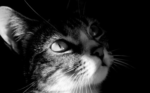 cats2 1671