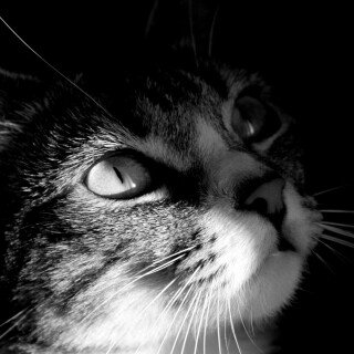 cats2_1671