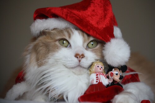 cats2 1674