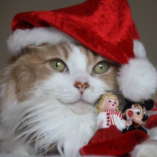 cats2_1674