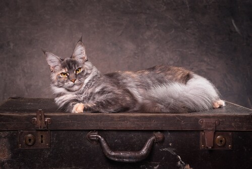cats2 1678