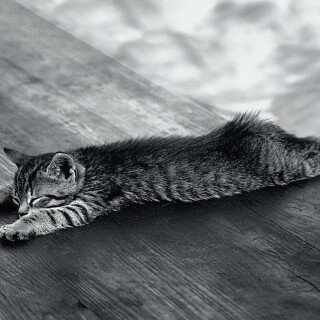 cats2_1688