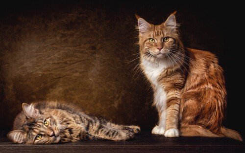 cats2 1690