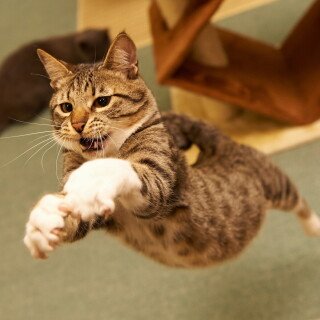 cats2_1703